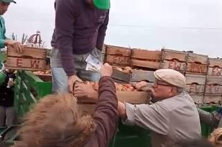 Organizó un “remate” de tomates y vendió casi dos toneladas en media hora