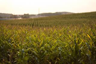 Variabilidad: grandes y pequeñas decisiones