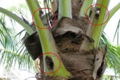 La gestión de “residuos verdes” es el método más efectivo para tratar las infestaciones. ISC