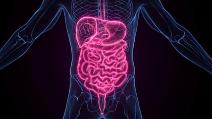 La glucosa en sangre o azúcar en la sangre, es la principal fuente de energía del cuerpo y proviene de los alimentos que uno consume