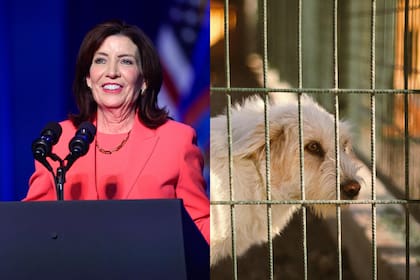 La gobernadora de Nueva York, Kathy Hochul, resaltó la inversión millonaria para organizaciones de cuidado animal