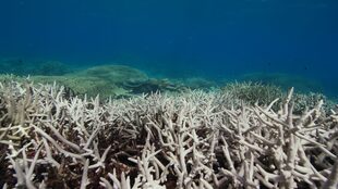 La Gran Barrera de Coral sufrió un blanqueamiento sin precedentes en 2016 y 2017