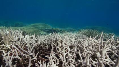 La Gran Barrera de Coral sufrió un blanqueamiento sin precedentes en 2016 y 2017