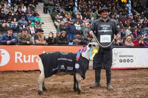 La raza Hampshire Down se lució en la Exposición Rural de Palermo