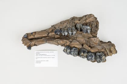 La gran cantidad de fósiles de caballos indica que la región era una pradera abierta