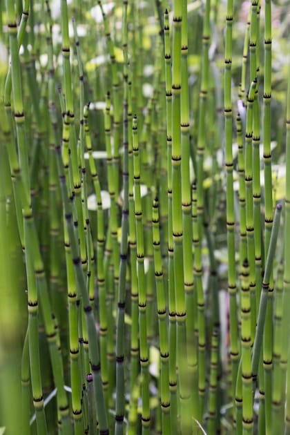 La gran mayoría de las semillas plantadas son de origen europeo.