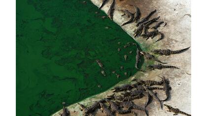 La granja de Sri Ayuthaya