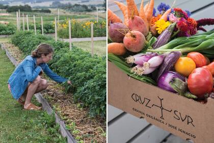 La granja entrega sus productos orgánicos a los clientes el mismo día en que se van a consumir para que no pierdan su forma y frescura.