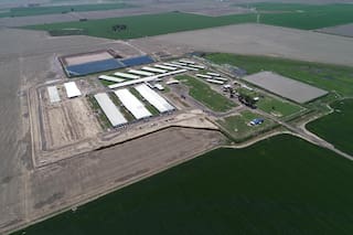 Construyeron el imperio porcino más grande del país con 13.000 madres