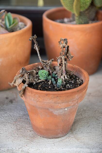 La Greenovia dodrentalis se debe proteger del sol en el verano, cuando está inactiva. Es el momento de ver las rosetas cerradas en forma de pequeñas rosas. Con el frio se abren