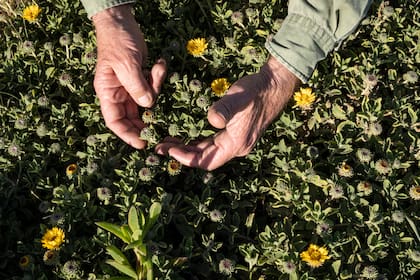 La grindelia, una nativa en peligro de extinción