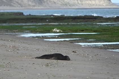 La gripe aviar afecta a la fauna marina desde hace más de un año