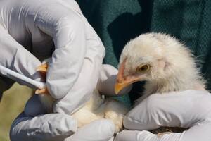 Un nuevo virus: China informa el primer caso humano de gripe aviar H10N3