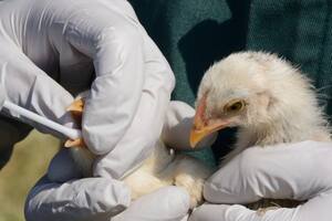 Un brote de gripe aviar golpea a Europa: sacrificarán a 36.000 animales