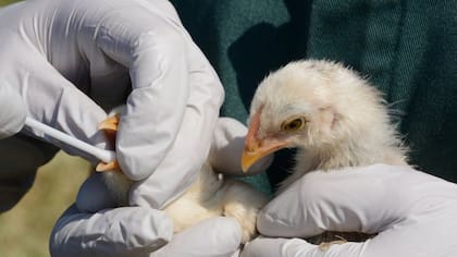 La gripe aviar puede resultar mortal para los humanos