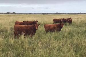 La GRSB impulsa la producción sostenible estableciendo objetivos en torno a la reducción de las emisiones de gases de efecto invernadero, la mejora del uso de la tierra y el incremento de las mejores prácticas