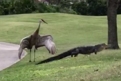 La grulla ahuyentó al caimán con sus alas