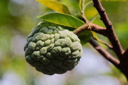 La guanábana es una fruta tropical (Foto Pexels)