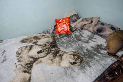 La habitación de Chris Cowsley, donde llegó la araña para hacerle pasar uno de los peores momentos de su vida