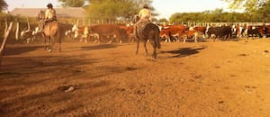 Condenaron a un productor por la desaparición de casi 2000 cabezas de ganado