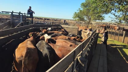 La hacienda fue encontrada en un feedlot de Chaján, en Córdoba