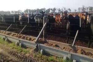 Valen millones: denuncian la desaparición de más de 3500 vacas