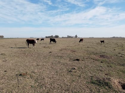 La hacienda no tiene pasto