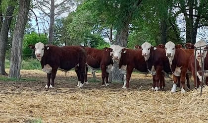 La hacienda permanece durante todo el año sobre pastizal natural y recibe únicamente una suplementación estratégica proteica en invierno, destinada a optimizar el aprovechamiento de forrajes de menor digestibilidad