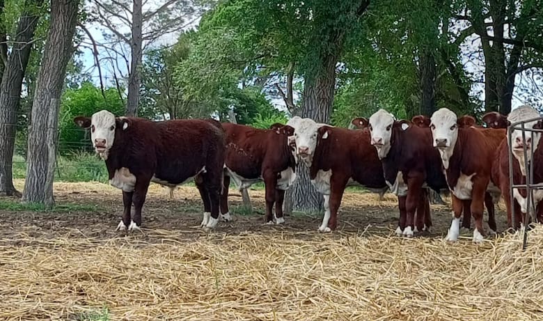 De campo degradado a modelo productivo en el corazón de La Pampa