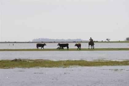 La hacienda se concentra en las pocas lomas que no se inundaron en los campos de Castelli
