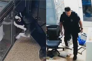 Un husky escapó del refugio en Arizona e intentó liberar a otros canes, pero la policía lo evitó