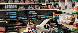 La categoría que crece de forma silenciosa y reconfigura el negocio de alimentos y accesorios para mascotas