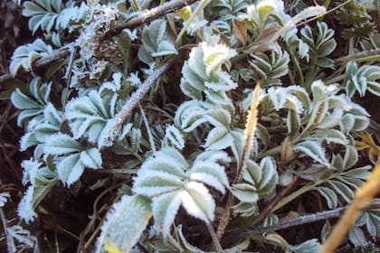 La helada blanca tiene dos componentes: frío y humedad. Además de los 0 °C, una humedad mayor al 60%.
