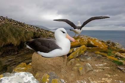 La hembra albatros pone sólo un huevo, que puede pesar hasta medio kilo, en un nido en el suelo