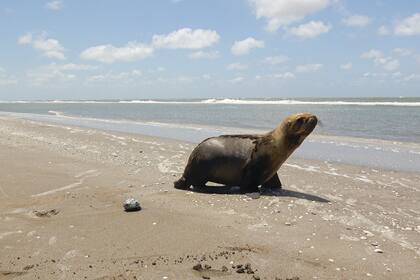 La hembra apareció en Quilmes, en septiembre pasado