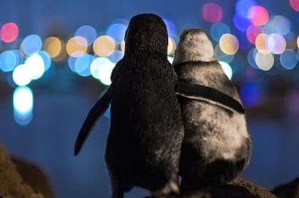 La hembra (derecha) es más añosa que el macho (izquierda), pero ambos habrían sufrido la pérdida de sus parejas y se juntan para paliar su soledad