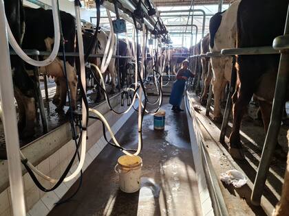 "La herramienta en cuestión está destinada a inversiones y compra de equipamiento como sistemas de ordeño robóticos, rotativos, automatización de salas, sistemas de monitoreo, tanques de refrigeración, pasteurizadores y mejora de las instalaciones, entre otros”, dijeron