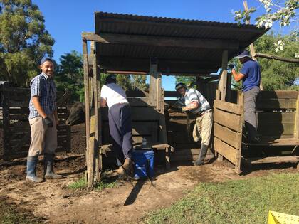 La heterogeneidad presente en la cría no debería ser una excusa por la cual algunos ganaderos hagan la plancha y digan que no se puede hacer nada