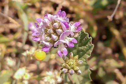 La hierba babchi es conocida por sus funciones antienvejecimiento