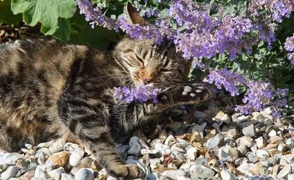La hierba gatera tiene un efecto casi embriagante para muchos gatos, que la huelen y mastican y se frotan con sus hojas.