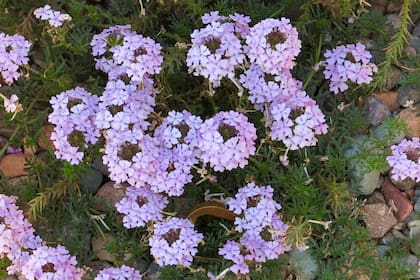 La hierba nativa verbena morada es muy llamativa por su color, perfecta para el jardín. 