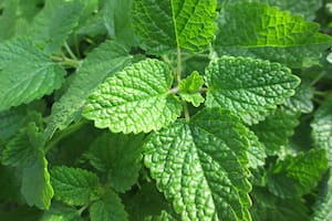 La hierba que combinada con menta tiene poderosos efectos sedantes