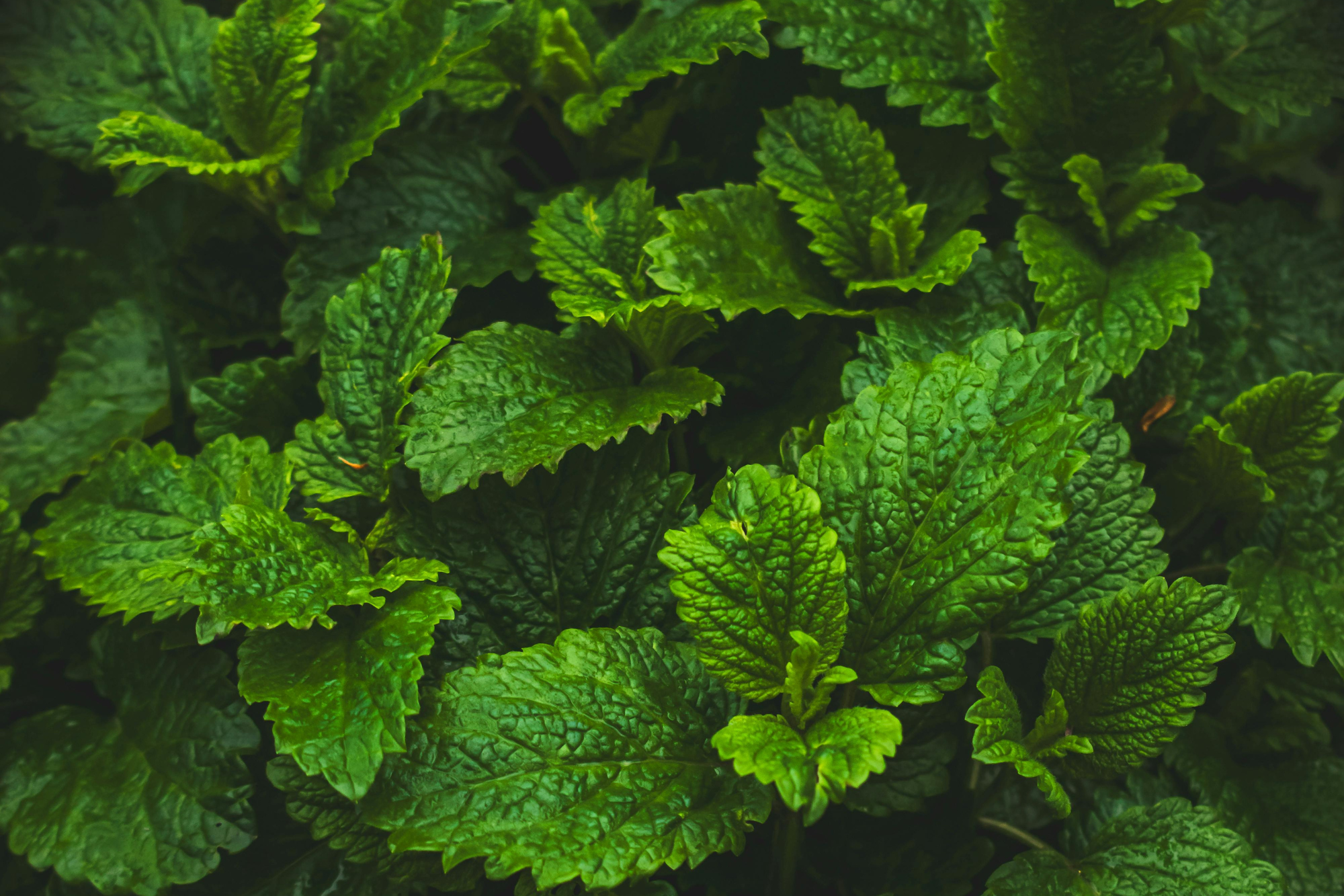 La hierba que puede mezclarse con el mate para erradicar el estrés y mejorar la concentración