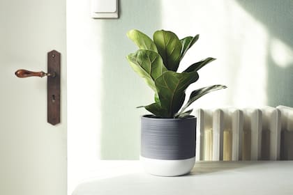 La higuera de hoja de violín puede sobrevivir en ambientes con poca luz, pero no es muy amiga del frío