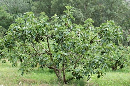 La higuera es un árbol muy rústico que no requiere mayores cuidadaos, soporta algo de frío y se adapta a terrenos secos y pedregosos