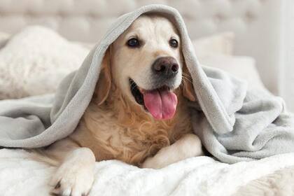 La hipotermia afecta a una gran cantidad de perros