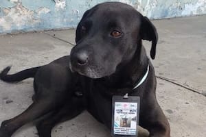 El perro callejero que “consiguió trabajo” en una terminal de micros y se volvió viral