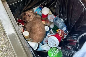 Fue a tirar la basura, escuchó que algo se movía dentro y al ver quién estaba ahí se quedó sin palabras