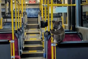 Solo puede pasar en Australia: el insólito pasajero que se subió a un bus en medio de la ruta y salvó su vida