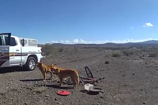 Los abandonaron en el desiertos atados a una bicicleta, fueron rescatados y ahora esperan ser adoptados